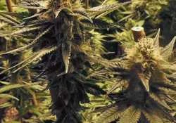Czym jest system Endocannabinoid?