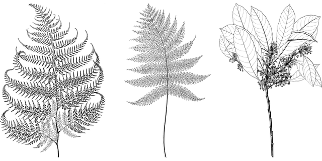Image 1 Title