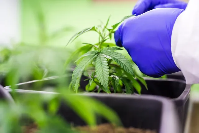 PŁYN MICELARNY SKÓRA SUCHA I WRAŻLIWA 25 mg CBD - CANNABIGOLD