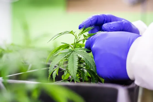 Balsam Konopny z Rozmarynem i Drzewem Herbacianym 50ml - Cannabios 